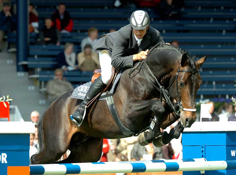 Montender II Show Jumping Stallion
